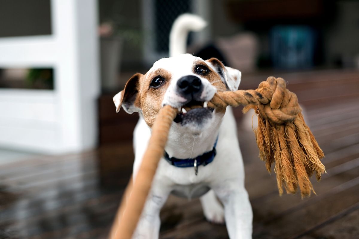 Dog Proof Your Hardwood Floor, How Do You Keep Hardwood Floors Clean With Dogs