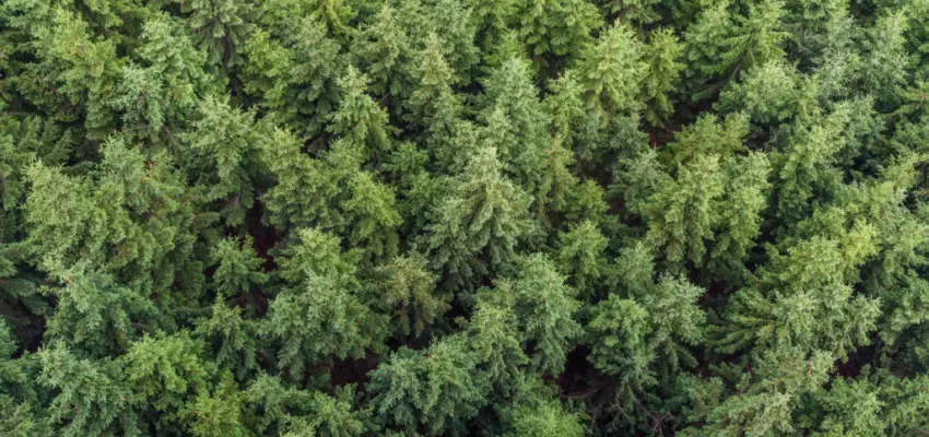 A bird's eye view of a forest full of trees.