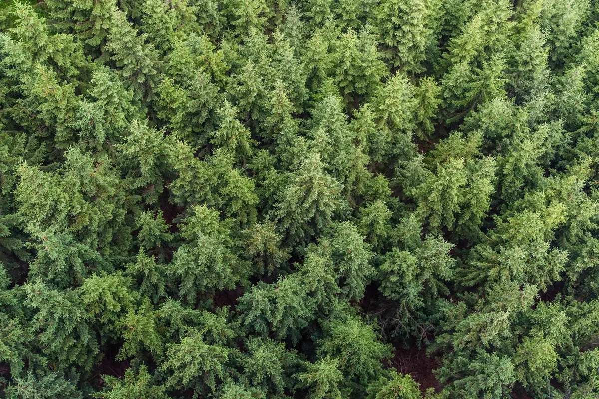 A bird's eye view of a forest full of trees.