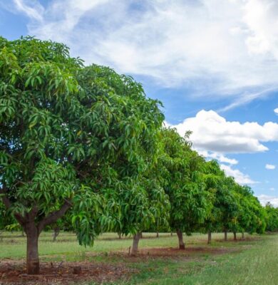 Mango wood trees.