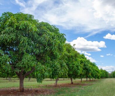 Mango wood trees.