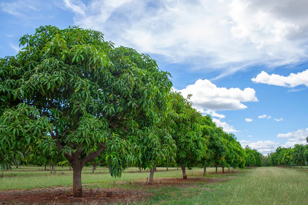 Mango wood trees.