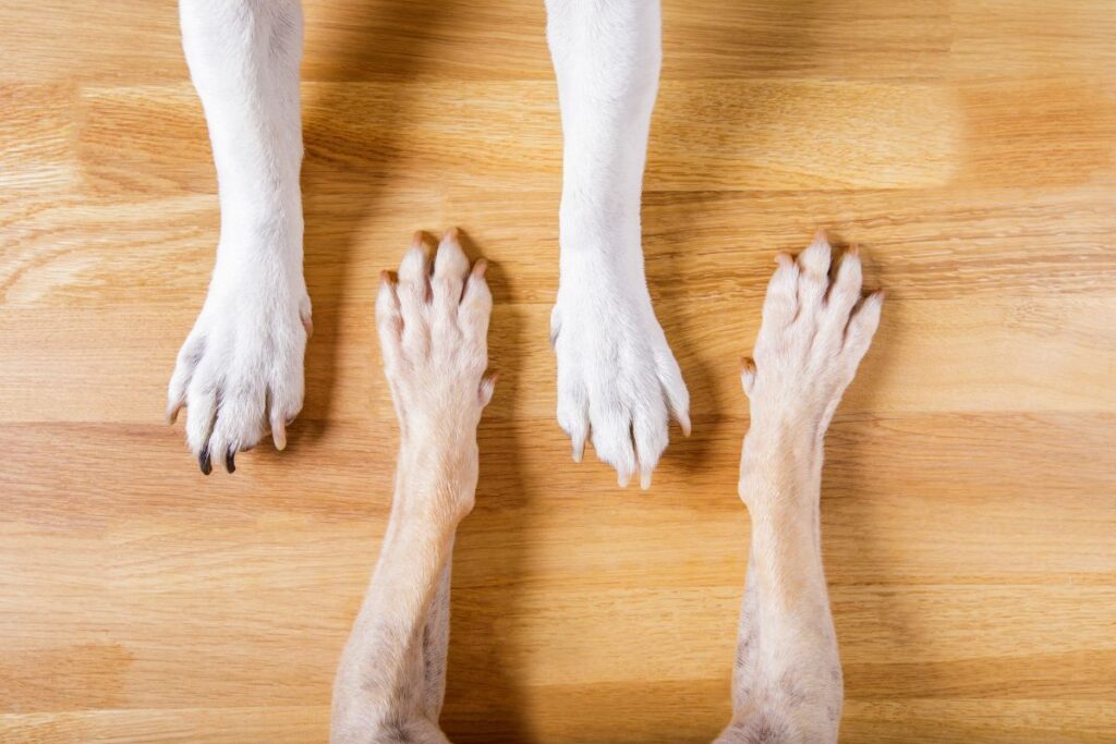 https://usvintagewood.com/wp-content/uploads/2023/12/how-to-protect-hardwood-floors-from-dogs-3-1024x683.jpg