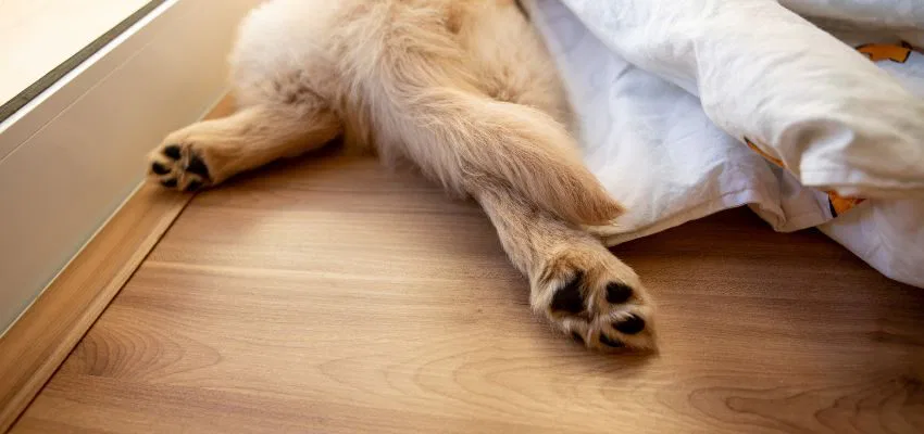 One of the basics on how to protect hardwood floors from dogs is to prioritize your furry companion's toenails.