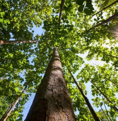One of the most expensive trees around the globe.