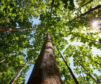One of the most expensive trees around the globe.