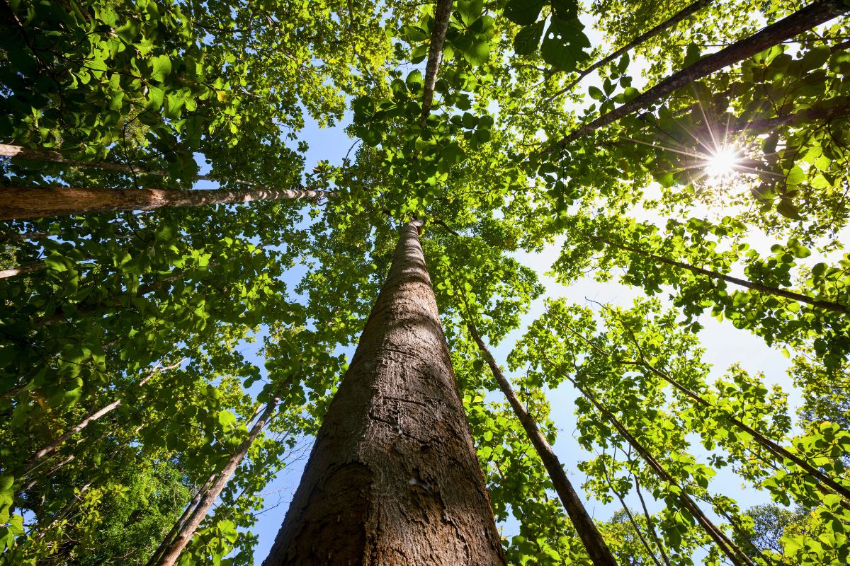 One of the most expensive trees around the globe.