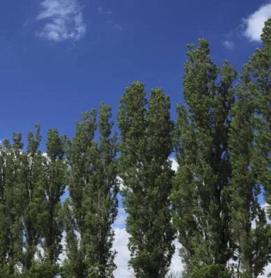 Poplar trees belong to the genus Populus. They are native to the Northern Hemisphere.