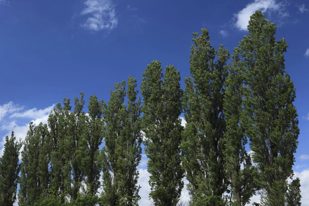 Poplar trees belong to the genus Populus. They are native to the Northern Hemisphere.