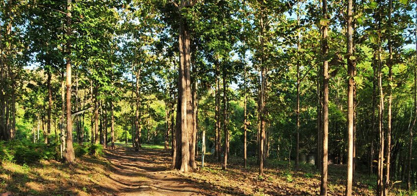 The forest has a lot of Tectona grandis trees, which is where Burmese teak wood came from.