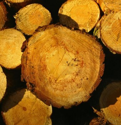 Stack of freshly cut timber logs glowing in sunlight, examples of the most expensive wood