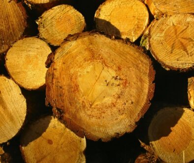 Stack of freshly cut timber logs glowing in sunlight, examples of the most expensive wood