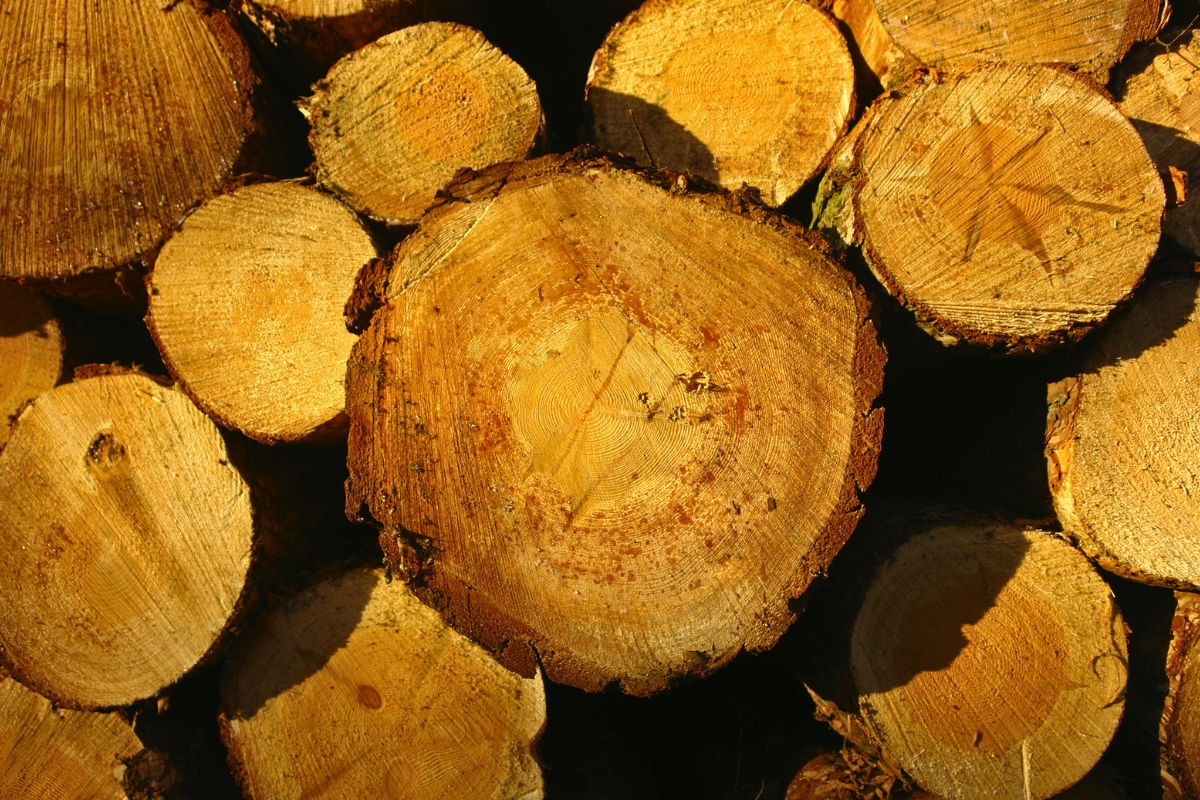 Stack of freshly cut timber logs glowing in sunlight, examples of the most expensive wood