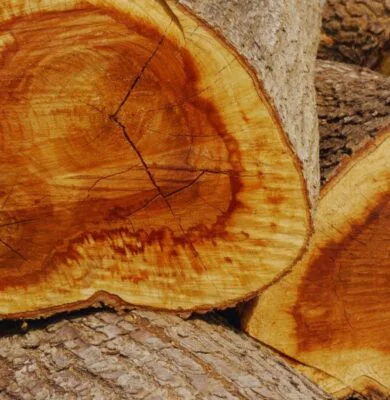 The tree that was cut is known to be the source of one of the most expensive woods in the world.