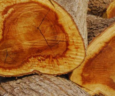 The tree that was cut is known to be the source of one of the most expensive woods in the world.