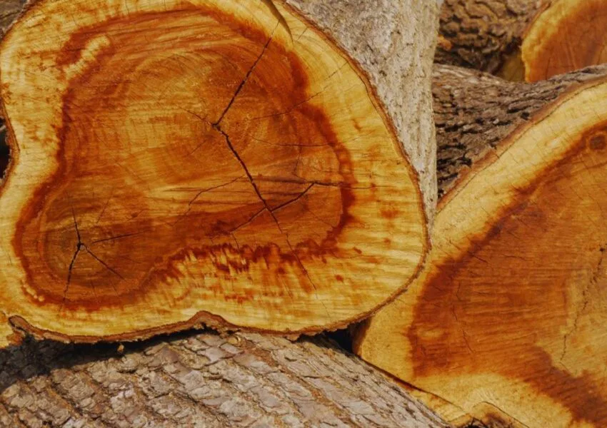 The tree that was cut is known to be the source of one of the most expensive woods in the world.