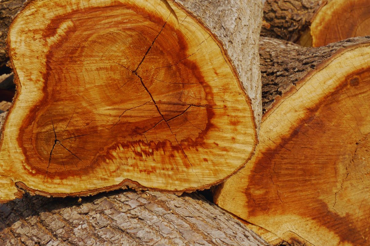 The tree that was cut is known to be the source of one of the most expensive woods in the world.