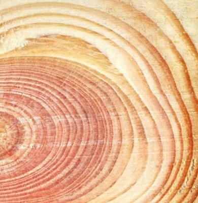 Wood grains are the unique patterns and textures that appear on the surface of wood, shaped by the tree's cellular structure.