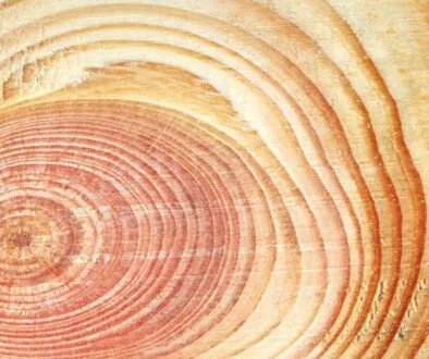 Wood grains are the unique patterns and textures that appear on the surface of wood, shaped by the tree's cellular structure.