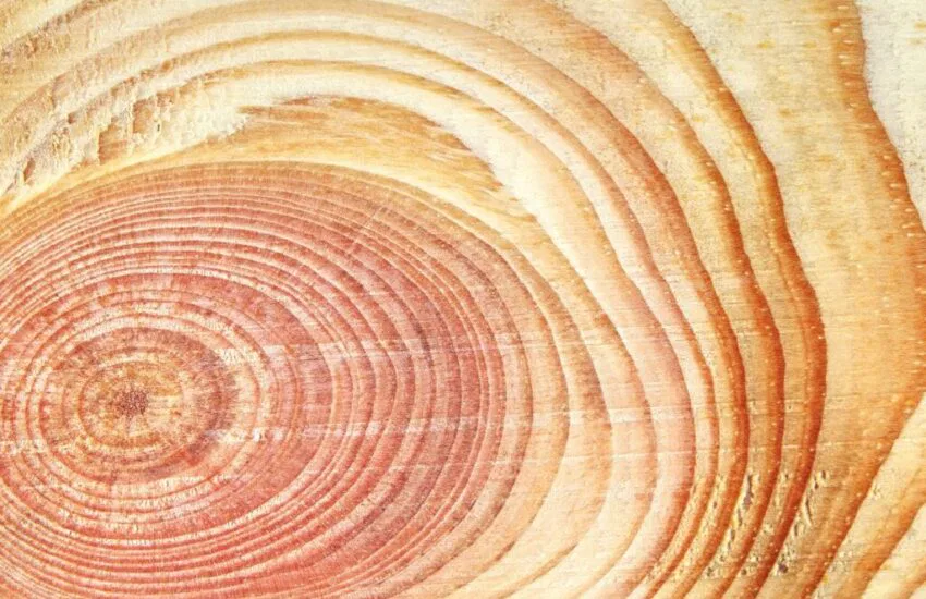 Wood grains are the unique patterns and textures that appear on the surface of wood, shaped by the tree's cellular structure.