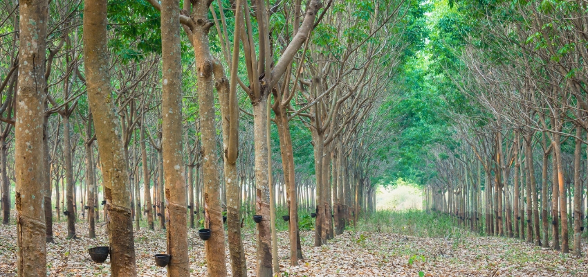 Rubber tree plantation that supplies material for evaluating the pros and cons of rubberwood for furniture.