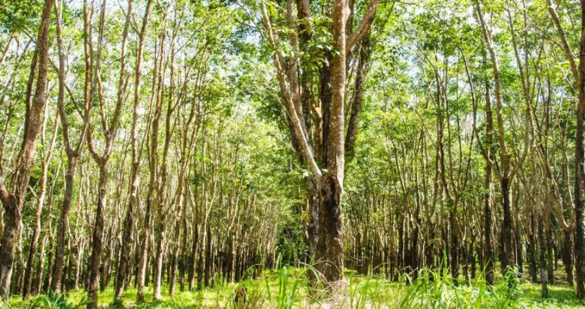 Rubberwood, or plantation hardwood, comes from the Pará rubber tree (Hevea brasiliensis).