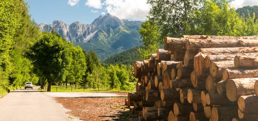 The wood will be used to build a timber frame farmhouse.