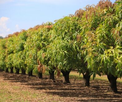 Row of thriving mango trees in an orchard, showcasing the natural source of mango wood.