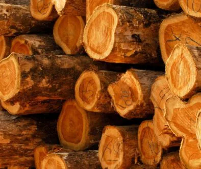 A comparison of acacia wood vs teak wood with a close-up photo of a pile of teak timber.