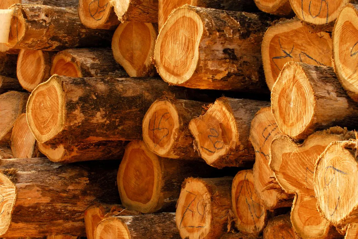 acacia-wood-vs-teak2 A comparison of acacia wood vs teak wood with a close-up photo of a pile of teak timber.
