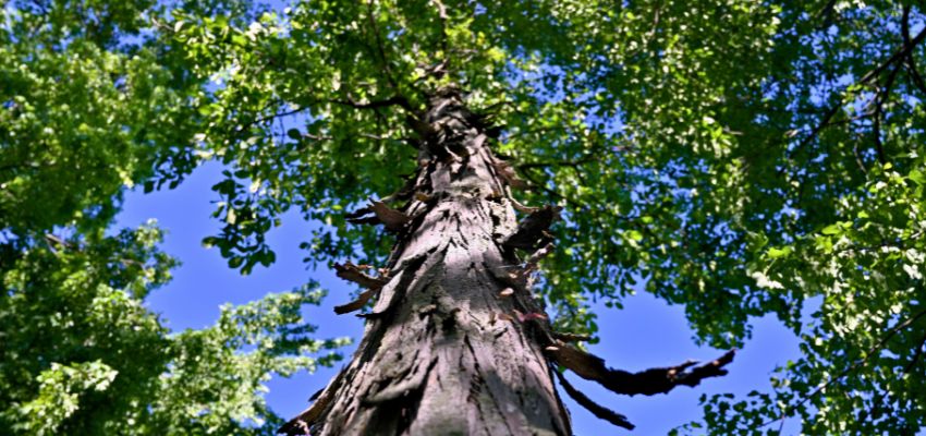 Tall hickory wood tree trunk rising high into a bright blue sky, surrounded by lush green leaves, showcasing the natural strength and beauty of hickory wood in a forest setting.