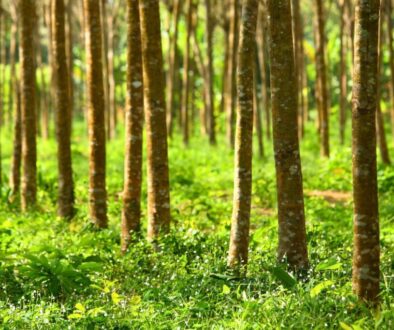 The forest has a lot of Pará rubber trees.