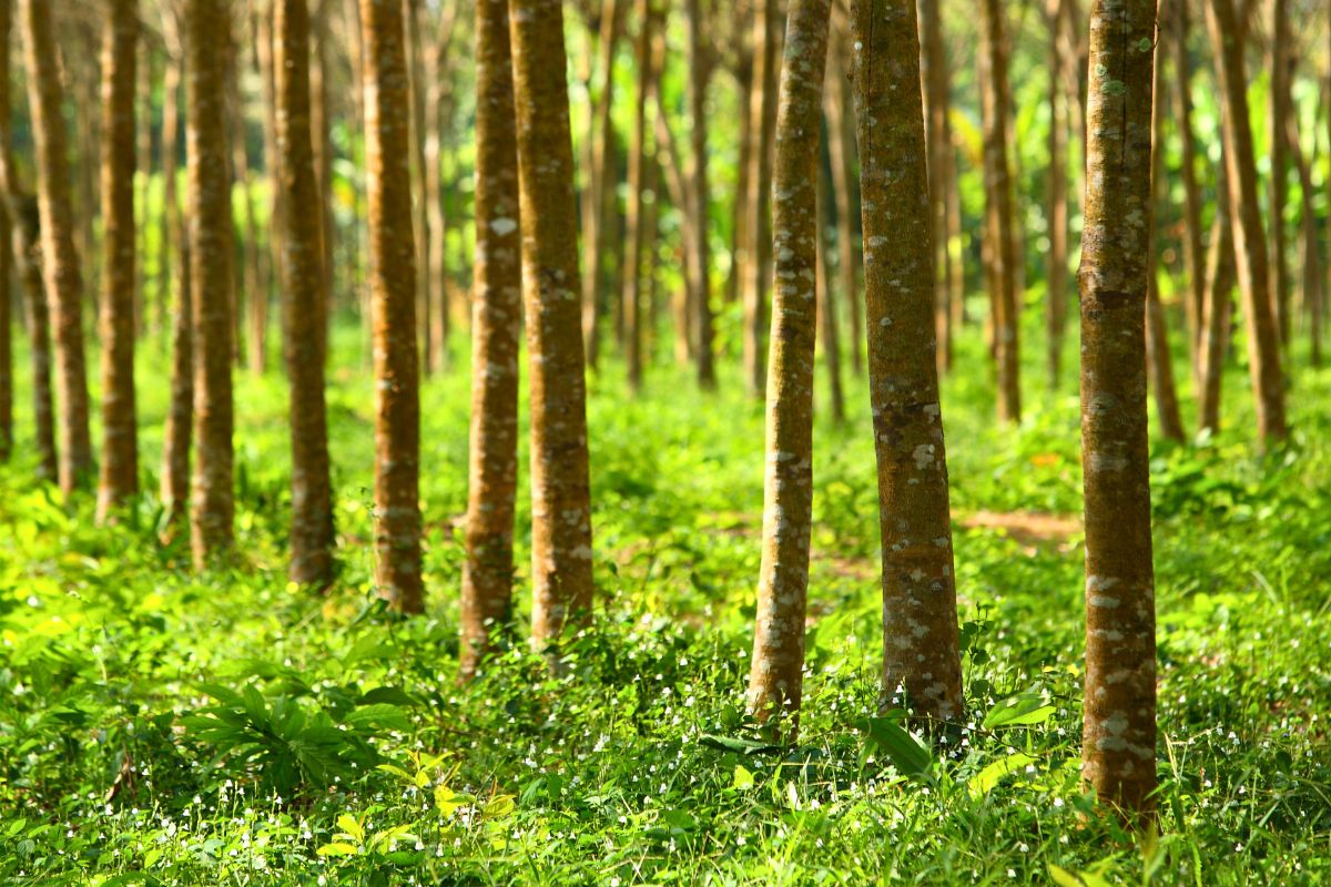 The forest has a lot of Pará rubber trees.