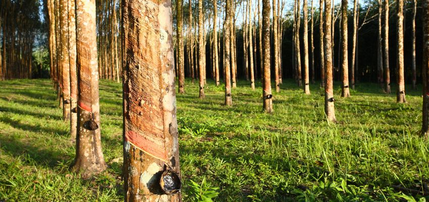 Rubberwood is a light-colored, medium-density tropical hardwood harvested from the Pará rubber tree.