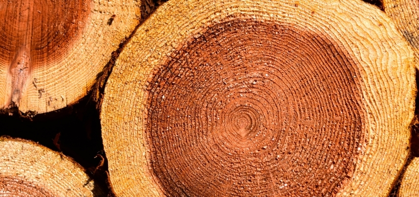 Close-up of freshly cut cedar wood logs displaying rich grain and color, what is cedar wood used for
