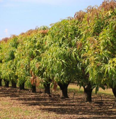 Row of thriving mango trees in an orchard, showcasing the natural source of mango wood.