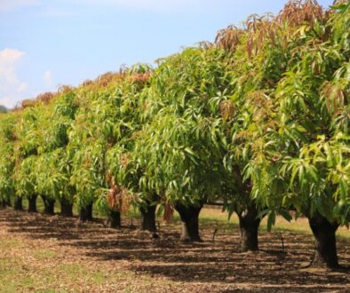 Row of thriving mango trees in an orchard, showcasing the natural source of mango wood.
