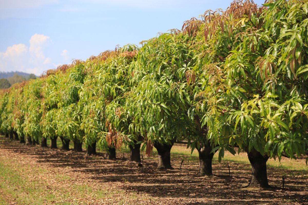 Row of thriving mango trees in an orchard, showcasing the natural source of mango wood.