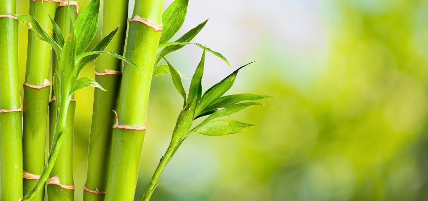 Fresh green bamboo stalks highlighting natural strength when asking is bamboo strong.