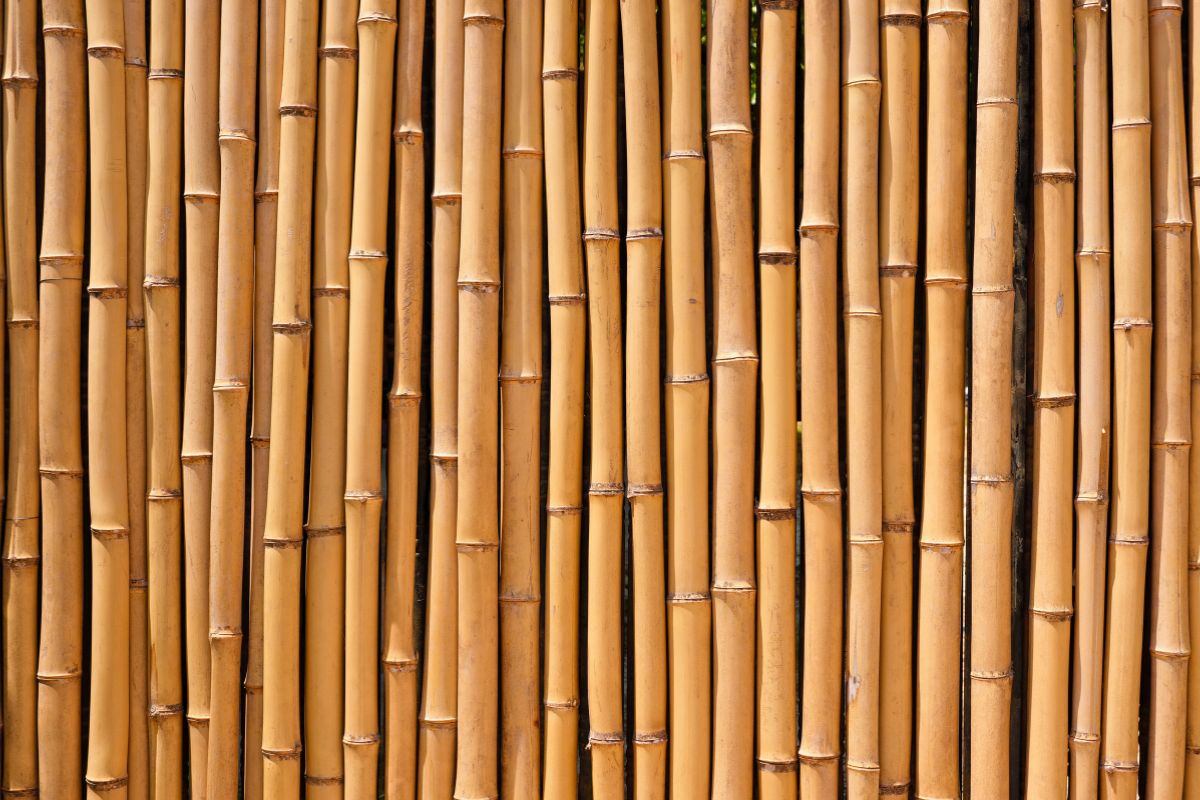 Dense bamboo poles used as a barrier, demonstrating why people ask is bamboo strong.